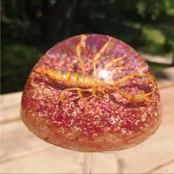 Maack Co. Other - Vintage Real Scorpion Insect Dome 3.5" Paperweight Taxidermy from Maack Co.